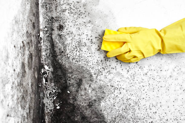 Best Professional Mold Removal  in Ellport, PA