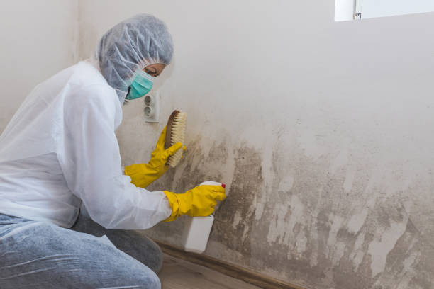 Best Certified Mold Removal  in Ellport, PA