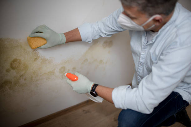 Best Mold Removal and Inspection  in Ellport, PA