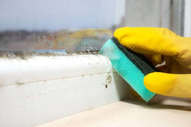 Best Mold Testing  in Ellport, PA