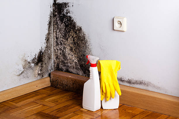 Best Attic Mold Removal  in Ellport, PA