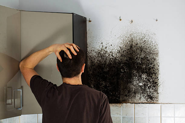 Trusted Ellport, PA Mold Removal Experts