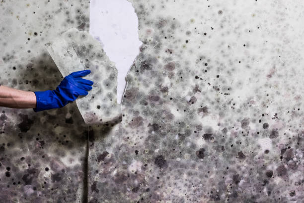 Best Certified Mold Removal  in Ellport, PA