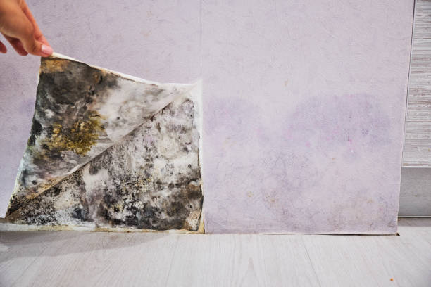 Best Residential Mold Removal  in Ellport, PA